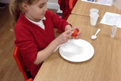 1-y3-mummifying-tomatoes