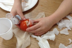 3-y3-mummifying-tomatoes